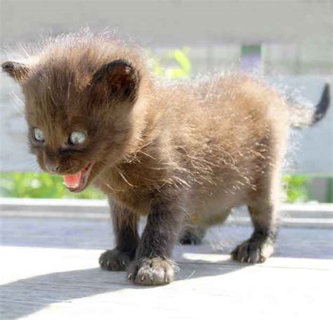 Why Are Baby Animals So Cute 5 Reasons We Cant Help It
