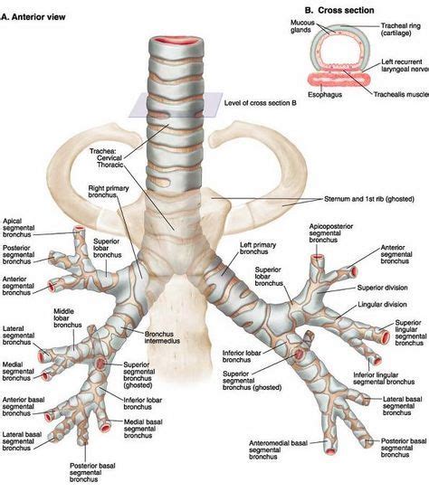 The Anatomy Of The Neck And Upper Limbs