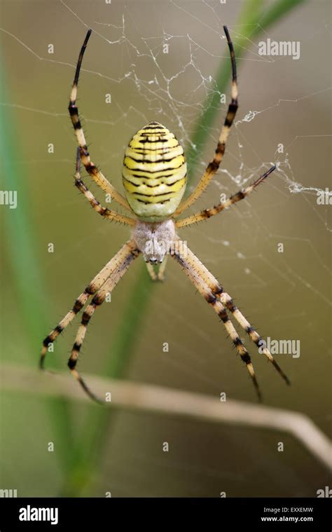 Banded Argiope Spider Argiope Trifasciata Stock Photo Alamy