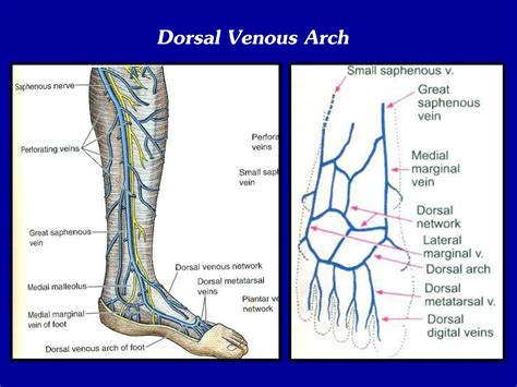 Ppt Venous Drainage And Lymphatics Of Lower Limb Powerpoint