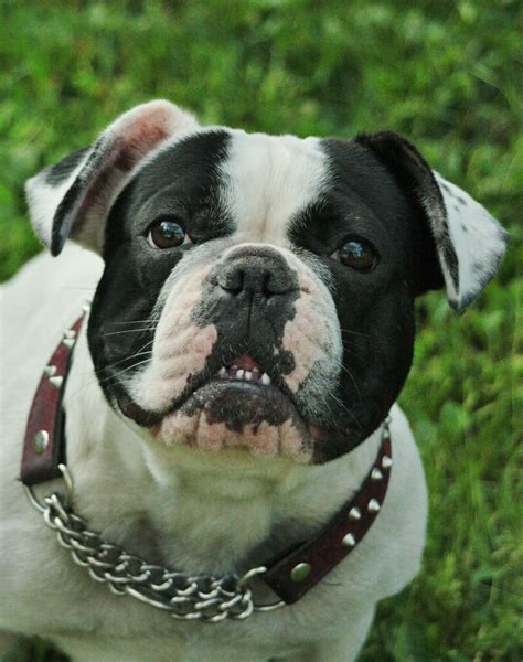 However, through generations, the original color pattern of the english bulldog has been wiped away thanks to. French Bulldoge — Coco, she's a real french bulldog, but ...