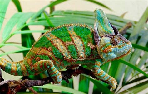 Hi, so i want a yemen chameleon and i was just wondering are they good pets i mean could i get them out like once a week or so also are they fun pets to keep like to watch also if i got it out would it run away are they fast thank you. Taking Care of a Veiled Chameleon | HubPages