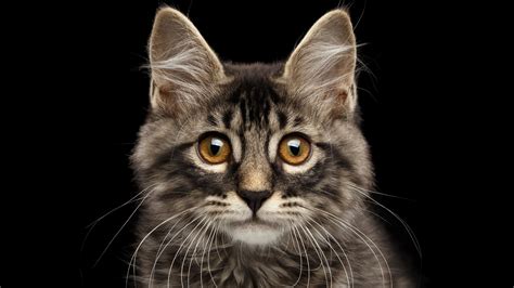 A compendium of feline facts. Facts About Cats | Mental Floss