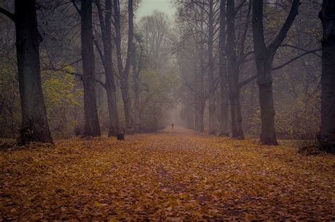 Misty Autumn In Wrocław Poland Hd Wallpaper