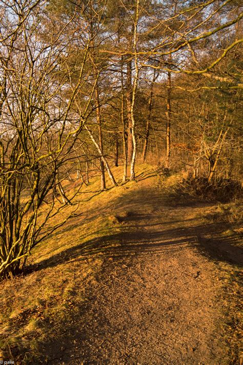 Free Images Landscape Tree Wilderness Branch Light Sun Sunlight