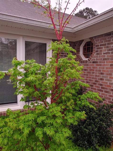 Pruning Top Out Of Coral Bark Maple Walter Reeves The Georgia Gardener