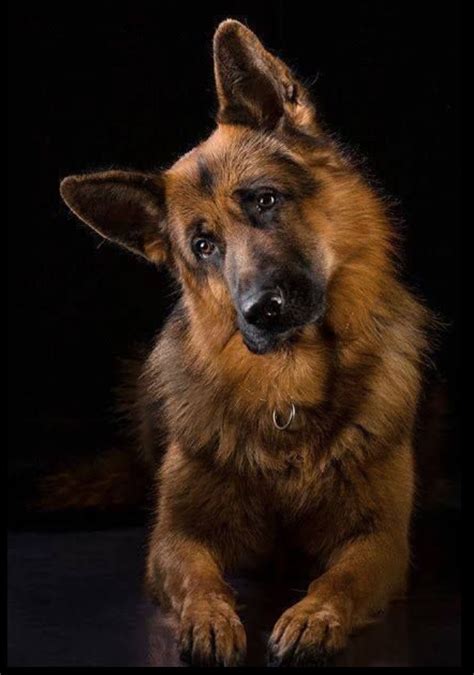 Beautiful Black And Tan Long Haired German Shepherd Dogs Cute Dogs