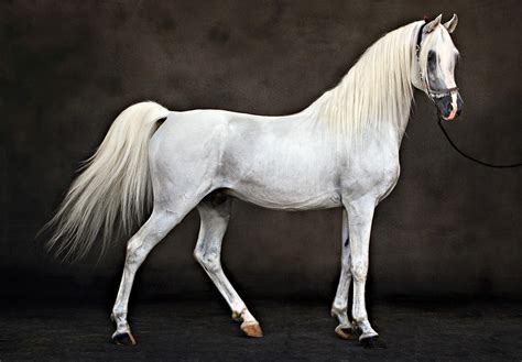 White Horse Wallpaper 68 Images
