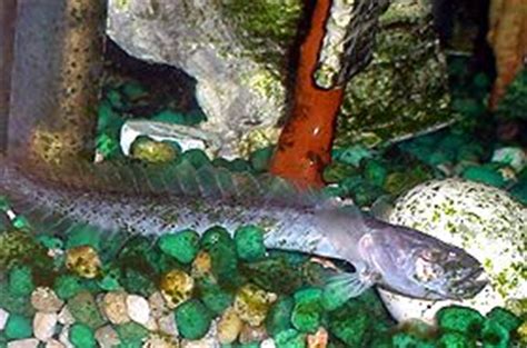 We believe that our efforts will give you opportunity to use the tackle. what fish looks like a dragon | AquariaCentral.com