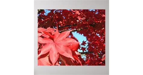 Japanese Red Maple Poster Zazzle