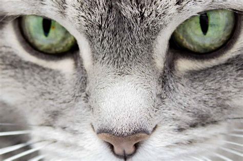 The Meaning Behind Cats Pupils Understand Your Kitty Better