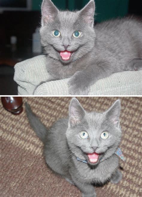24 Awesome Pictures Of The Smiliest Cats Ever We Love