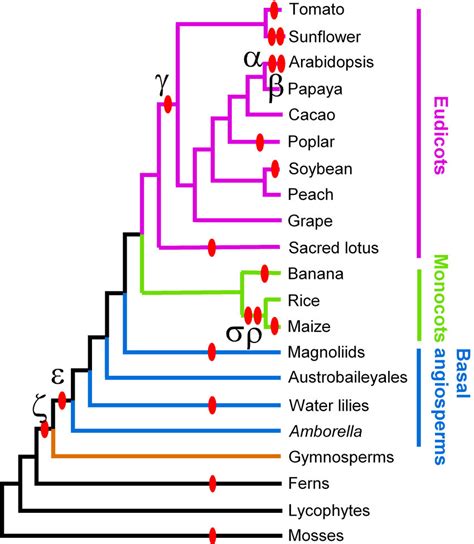 Overview Of Land Plant Phylogeny Showing The Relationships Among Major