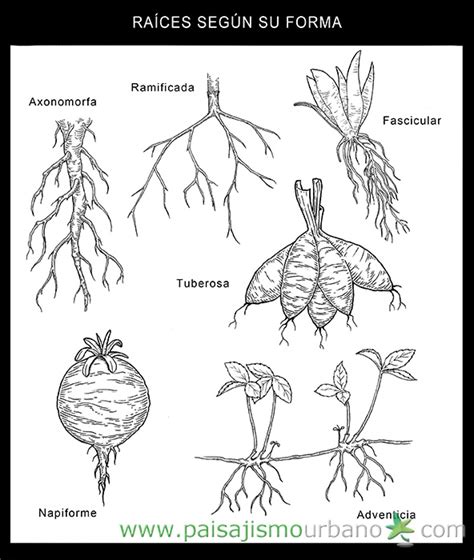 Tipos De Raíces Que Existen