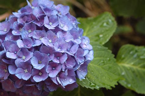 Purple Hydrangeas Hydrangea Flower Drops Hd Wallpaper Wallpaper Flare