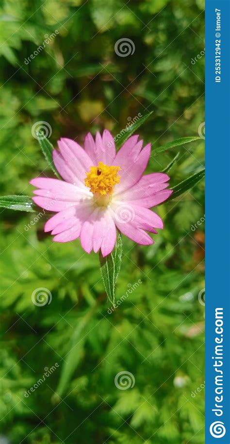 The Pinky Flower Stock Photo Image Of Pinky Pink Bunga 253312942