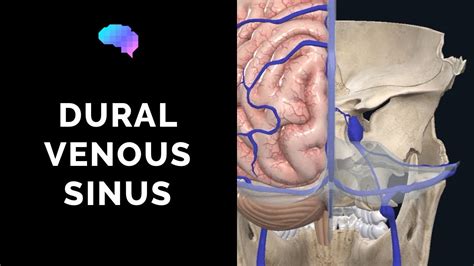 Dural Venous Sinuses 3d Anatomy Tutorial Youtube