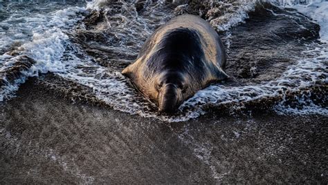 Other Than Beached Elephant Seals Are Forced To Swim All Day