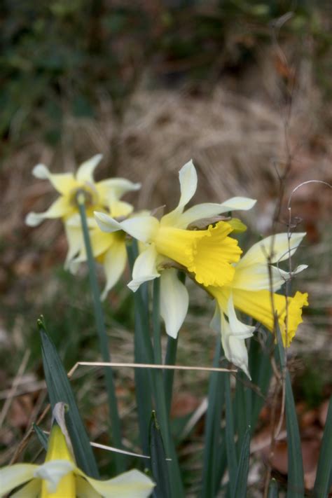 Wild Daffodils — Fan Of 104 Photos By Jez