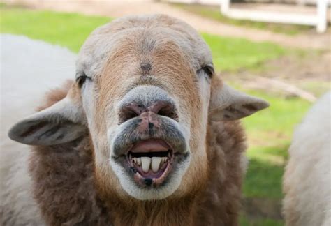 55 Facts About Sheep That Might Blow Your Mind Sheepcaretaker