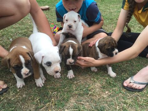 Browse through our breeder's listings and find your perfect puppy at the perfect price. Boxer pups | Dogs & Puppies | Gumtree Australia Gympie ...