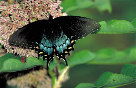 Spicebush Swallowtail Papilio Troilus Most Beautiful Butterfly