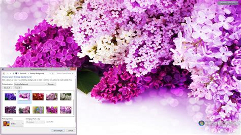 Download Lilac Flowers Windows 7 Theme 1.00