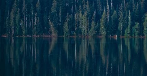 Calm Lake With Forest Reflected In Water Surface · Free Stock Photo