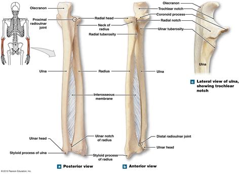 Radius Bone Diagrams