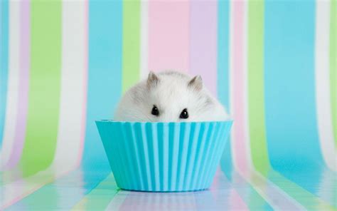 Cute Hamster Wallpapers Wallpaper Cave