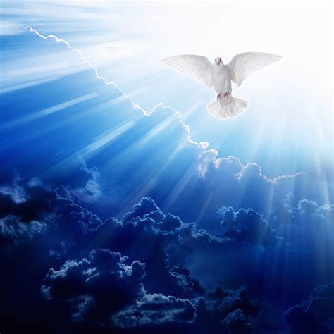 White Holy Dove Flying In Blue Sky Stock Photos Pictures And Royalty