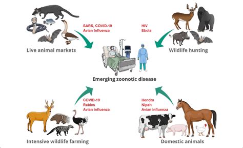 What Diseases Are Transferable From Dogs To Humans