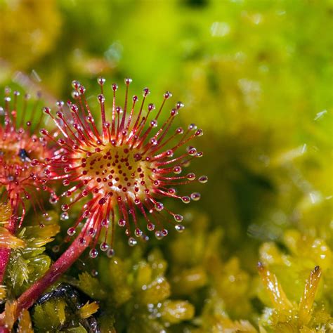 Roundleaf Sundew Plant Britannica