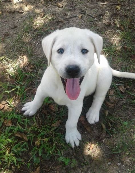 Labrador Retriever Puppies For Sale Houston Tx 296709
