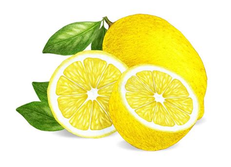Hand Drawn Illustration Of Lemon Stock Illustration Illustration Of