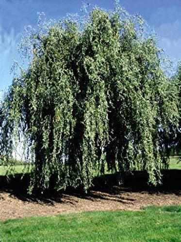 Gold Weeping Curly Willow Tree Cutting Rarest Of All Willows Grow