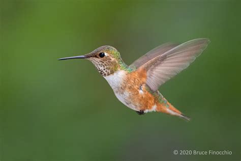 Female Allens Hummingbird In Flight With Wings Back Flickr