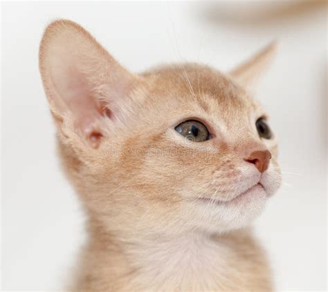 Abyssinian Kitten Color Fawn Stock Photos Free And Royalty Free Stock