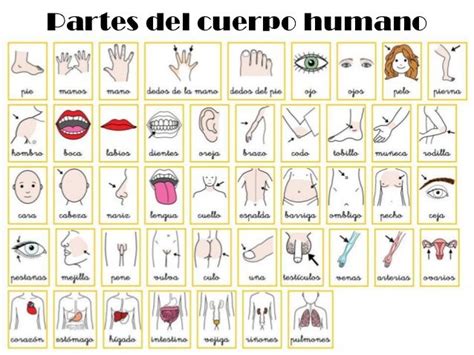 Partes Del Cuerpo Spanish Vocabulario Lexico Learning Spanish Spanish