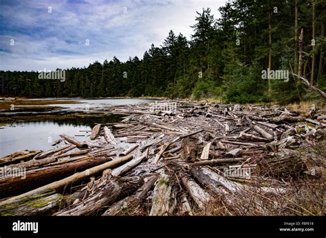 Logs Floating At River By Trees Stock Photo Alamy