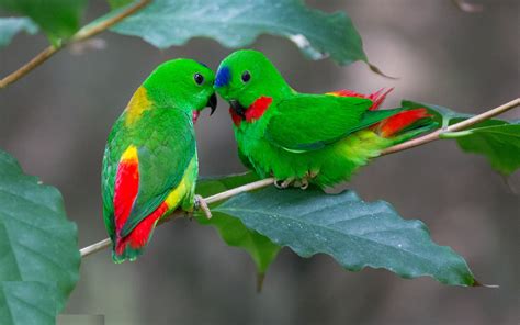 171 Blue Crowned Hanging Parrot Loriculus Galgulus Found In