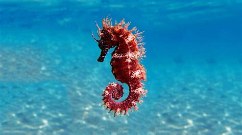 Pregnant Male Seahorses Transport Nutrients To Their Babies