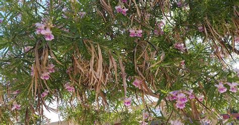 Yard & Garden: How to best manage a desert willow