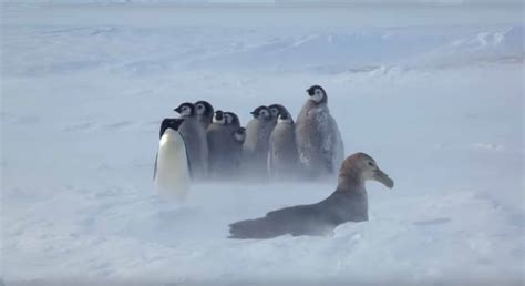 Penguin Chicks Rescued By Unlikely Hero