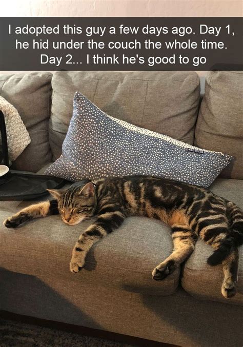 25 Hilarious Cat Snapchats That Will Leave You With The Biggest Smile