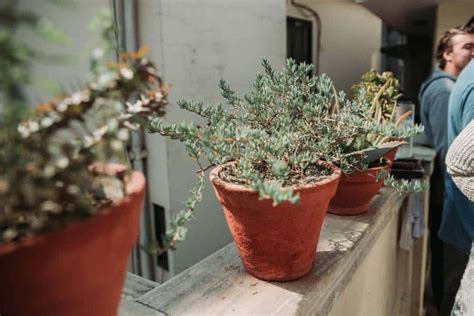 Do Plants Outgrow Their Pots Gardening Mentor