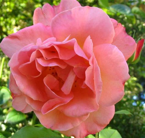 Best Profile Pictures Beautiful Rose Flower Pictures