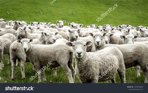 Flock Sheep Images Stock Photos And Vectors Shutterstock