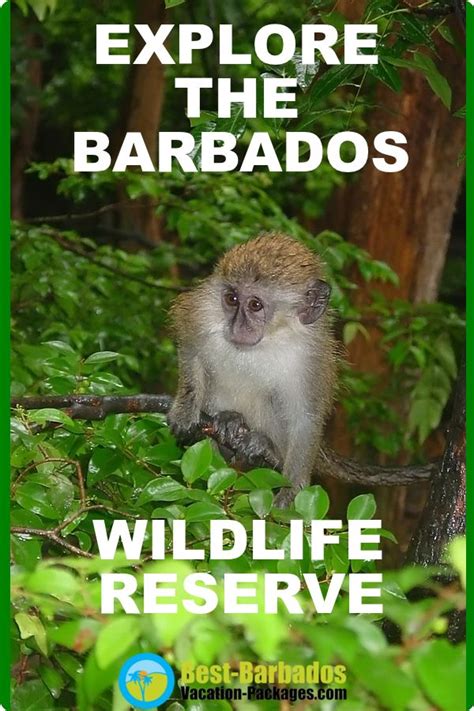 Explore The Barbados Wildlife Reserve An Amazing Sanctuary Where You
