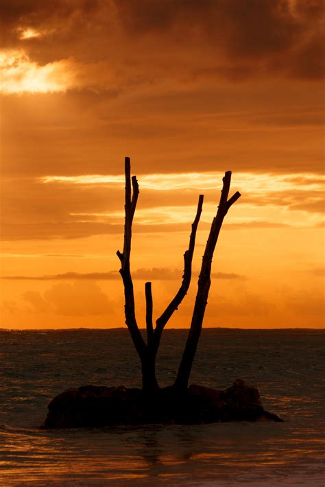 Dead Tree Silhouette At Sunset Free Stock Photo Public